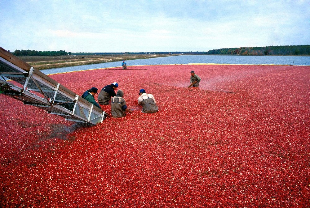 Global Flavors: A Gastronomy Adventure Across Continents